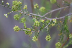 Kunzea glabrescens