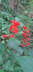 Salvia splendens