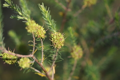 Kunzea glabrescens