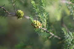 Kunzea glabrescens