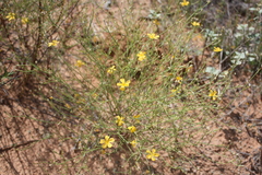 Linum aristatum