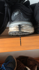 Austroaeschna anacantha