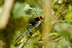 Atlapetes leucopterus