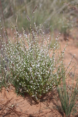Polygonum utahense
