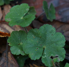 Hydrocotyle setulosa