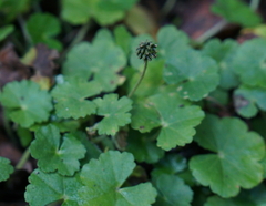 Hydrocotyle setulosa
