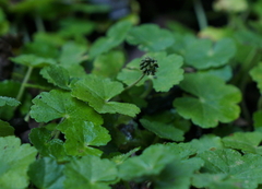 Hydrocotyle setulosa
