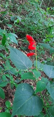 Salvia splendens