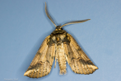 Declana junctilinea