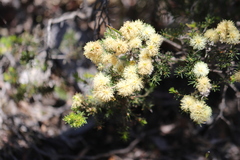 Melaleuca systena