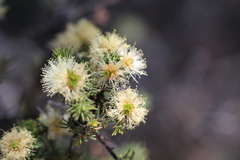 Melaleuca systena