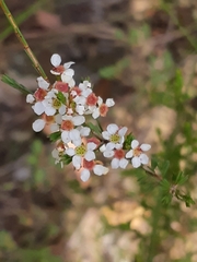 Harmogia densifolia