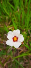 Sida linifolia