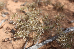 Munroa squarrosa