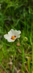 Sida linifolia