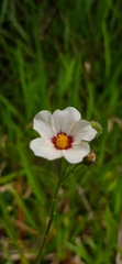 Sida linifolia