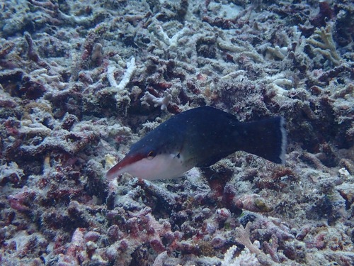 Bird Wrasse — seen at this dive site