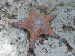 Goniodiscaster seriatus