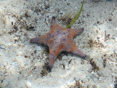 Goniodiscaster seriatus