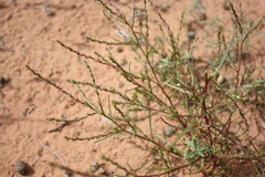Corispermum americanum
