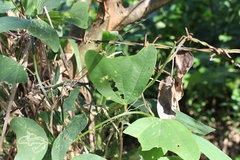 Passiflora biflora image