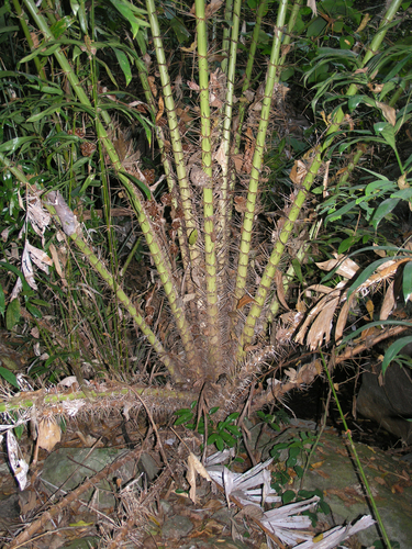 Calamus viminalis