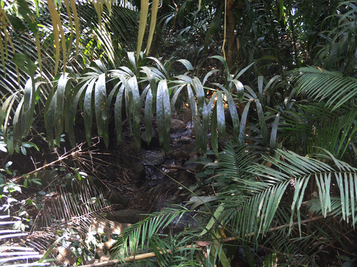 Calamus viminalis, photograph 2