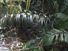Calamus viminalis, photograph Oleg Kosterin, CC BY, iNaturalist via GBIF