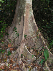 Magnoliopsida
