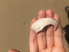 Austromactra rufescens