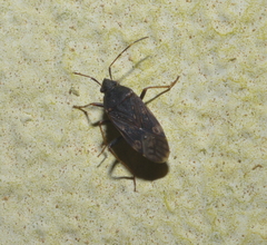 Neolethaeus tenebrosus