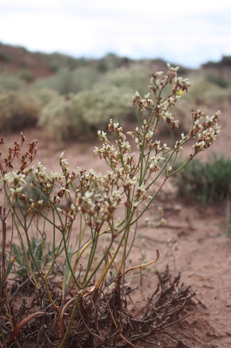 Eriogonum thompsoniae var. atwoodii