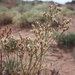 Eriogonum thompsoniae atwoodii - Photo (c) Walter Fertig, algunos derechos reservados (CC BY-NC), subido por Walter Fertig