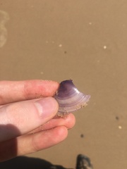 Austromactra contraria