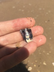 Saccostrea glomerata