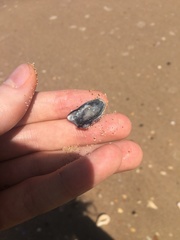 Saccostrea glomerata