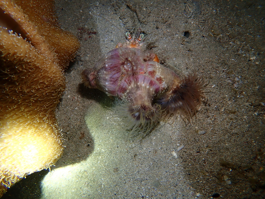 Calliactis polypus