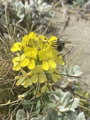 Habropoda miserabilis