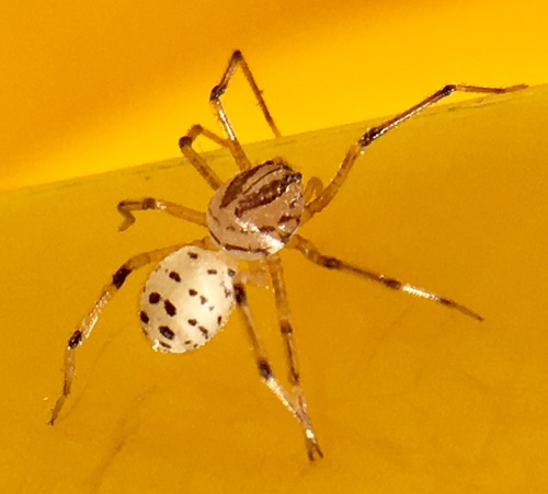 Striped Spitting Spider