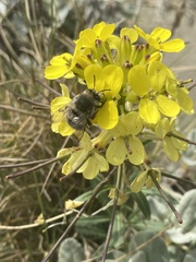 Habropoda miserabilis