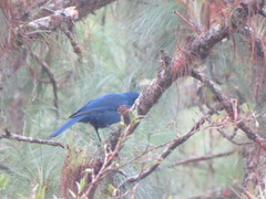 Aphelocoma unicolor unicolor