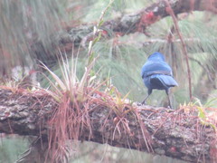 Aphelocoma unicolor unicolor