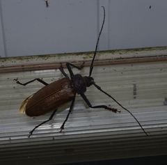 Agrianome fairmairei