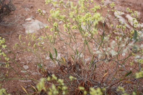 Fredonia buckwheat (Eriogonum mortonianum)
