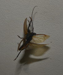 Agrianome fairmairei