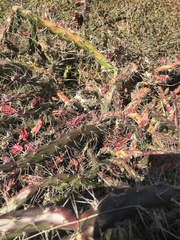 Opuntia aurantiaca