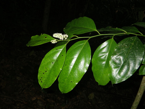 Citronella suaveolens · iNaturalist Mexico