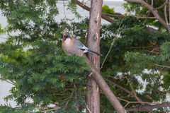 Garrulus glandarius brandtii
