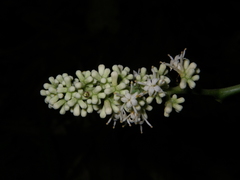 Citronella suaveolens