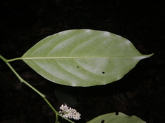 Citronella suaveolens